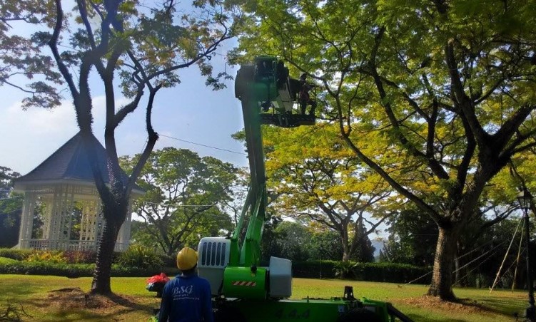 BSG Tree Pruning: Your Arborist Consultancy Service Provider in Singapore